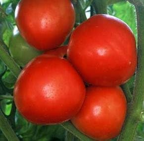 Red Tomato Vegetable Seeds Early for Planting